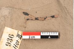 Foto (Detailsansicht) von Quercus palaeoilex Ettingshausen (NHMW-GEO-2024-0188-0936)